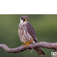 گونه لیل Eurasian Hobby